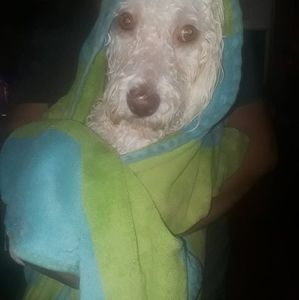 Meet your Posher, Valentin